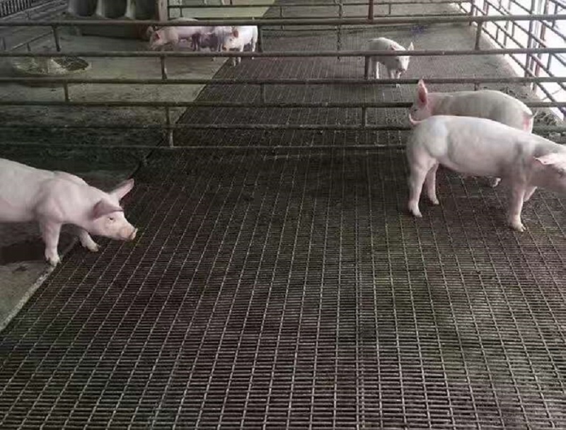 铁丝猪床网-m.ujzldds.cn